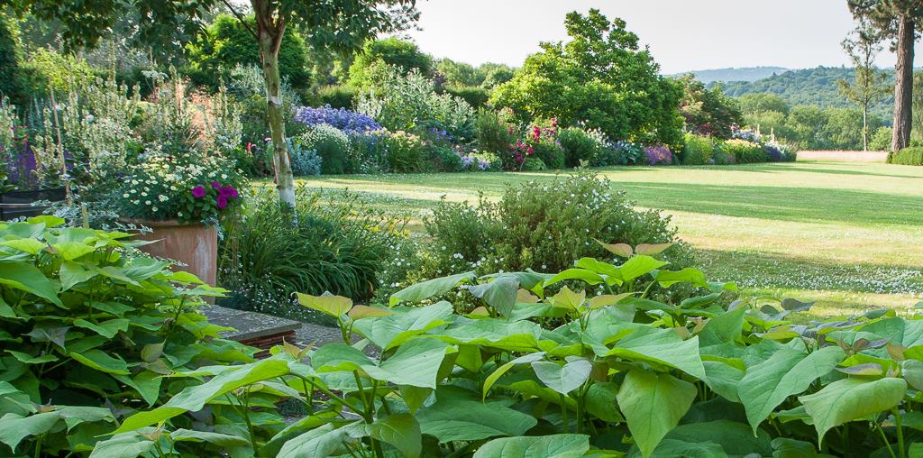 image of a beautiful garden 